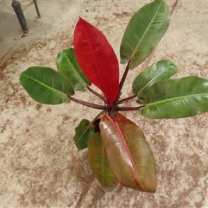 Philodendron Prince of Orange