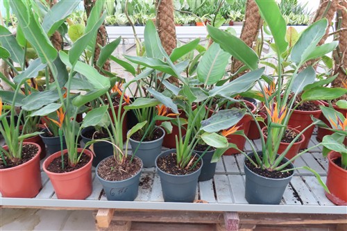 Strelitzia reginae, Paradies-Vogel-Blume – Bild 2