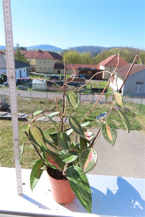 Hoya macrophylla pot of gold – Bild 2