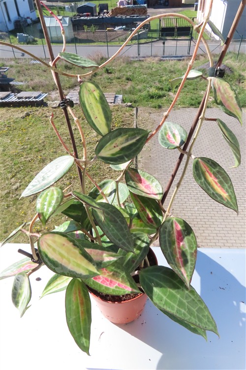 Hoya macrophylla pot of gold – Bild 3
