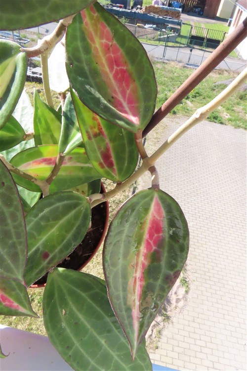 Hoya macrophylla pot of gold – Bild 4