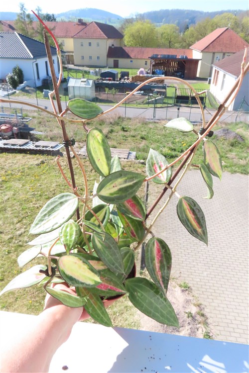 Hoya macrophylla pot of gold – Bild 5
