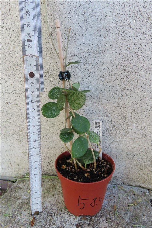 Hoya mathilde splash – Bild 2