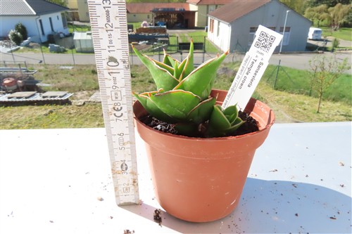 Sansevieria Temple crown – Bild 2