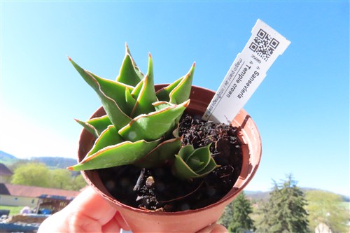 Sansevieria Temple crown – Bild 3