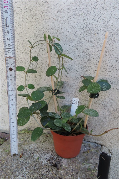 Hoya mathilde splash – Bild 2