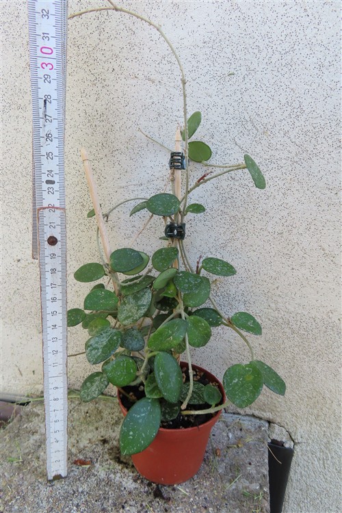 Hoya mathilde splash – Bild 2
