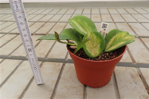 Hoya obovata variegata – Bild 2