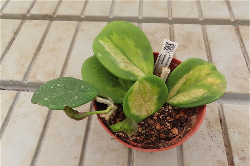 Hoya obovata variegata – Bild 3