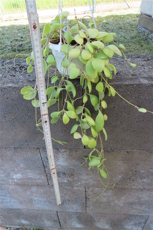 Hoya brevialata – Bild 2