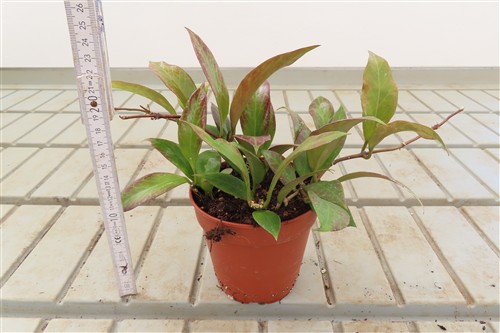 Hoya Sunrise – Bild 3
