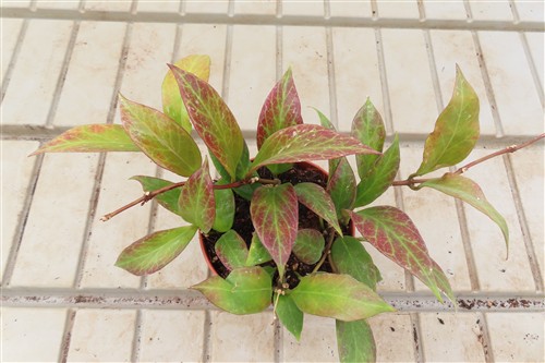 Hoya Sunrise – Bild 2