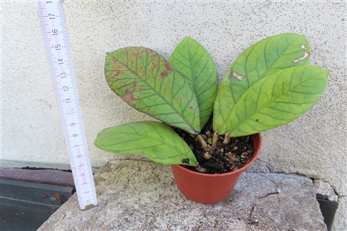 Hoya Sabah – Bild 2
