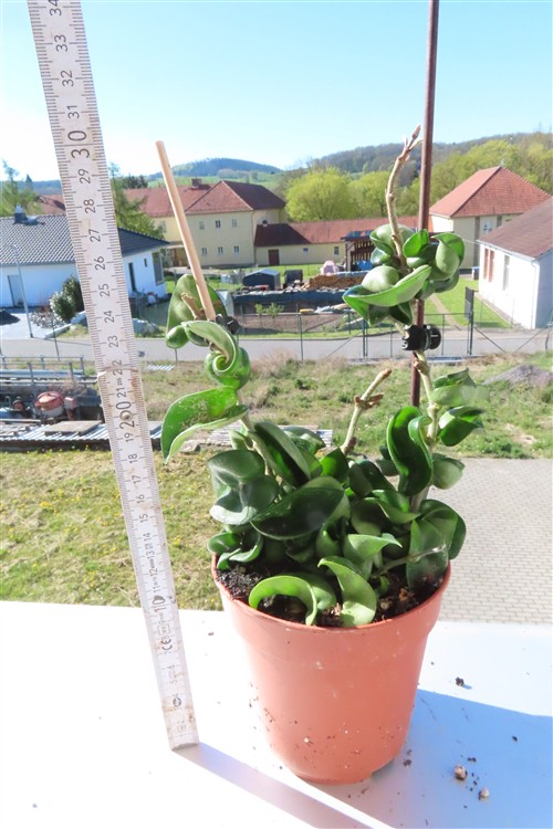 Hoya carnosa compacta krinkle – Bild 3