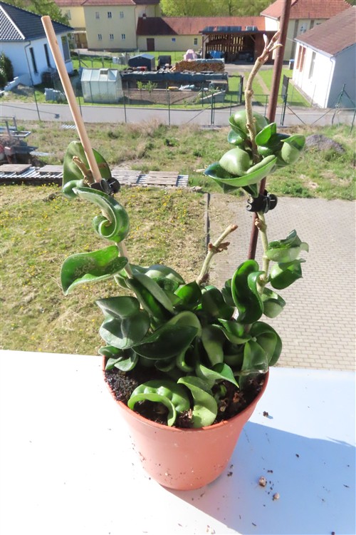 Hoya carnosa compacta krinkle – Bild 2
