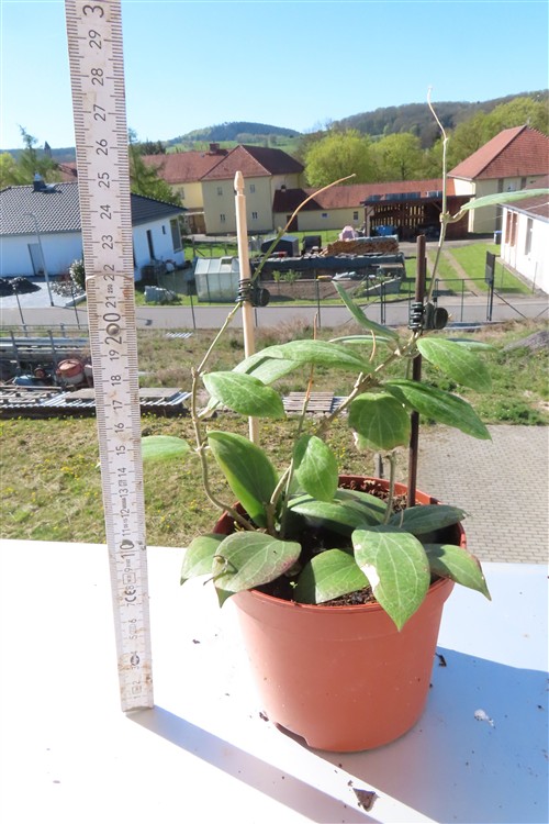 Hoya fitchii – Bild 3
