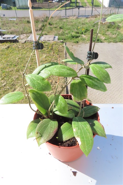 Hoya fitchii – Bild 2