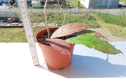 Hoya clemensiorum Dark Leaf – Bild 3