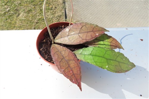 Hoya clemensiorum Dark Leaf – Bild 2