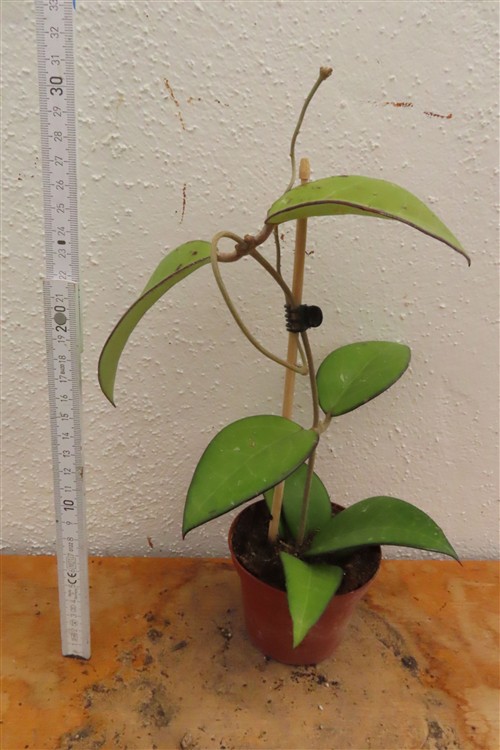 Hoya sp. Malang – Bild 2