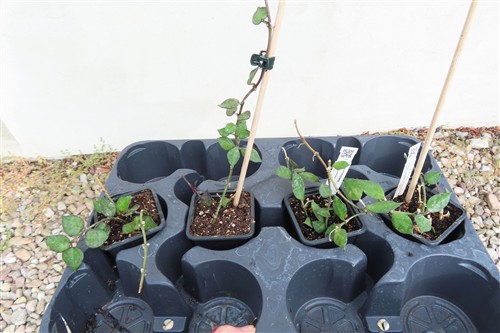 Hoya krohniana Black Leaves – Bild 2