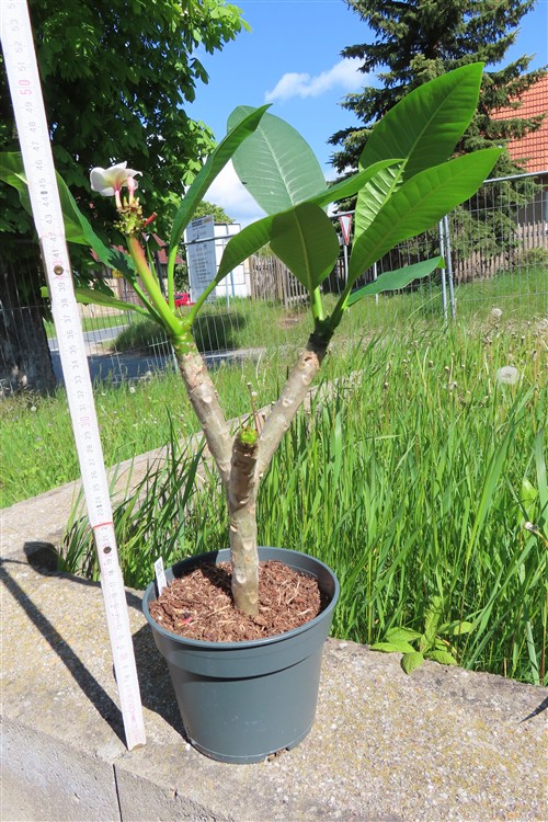 Plumeria Dwarf – Bild 3