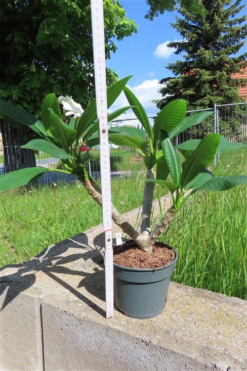 Plumeria Dwarf – Bild 2