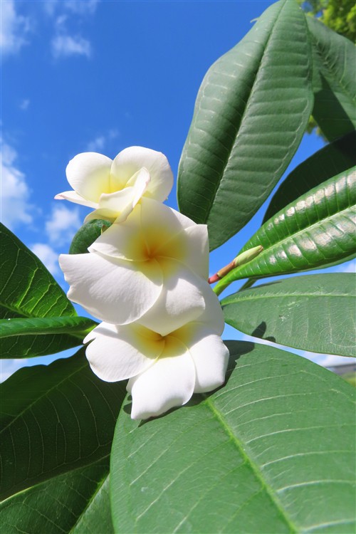 Plumeria Dwarf – Bild 3