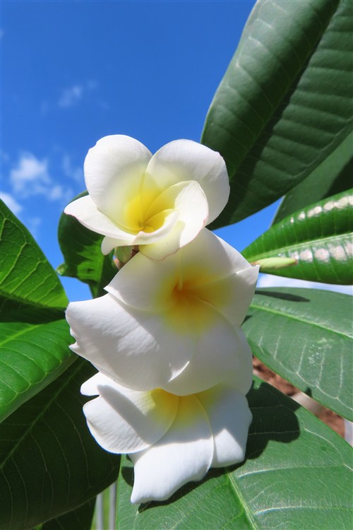 Plumeria Dwarf – Bild 4