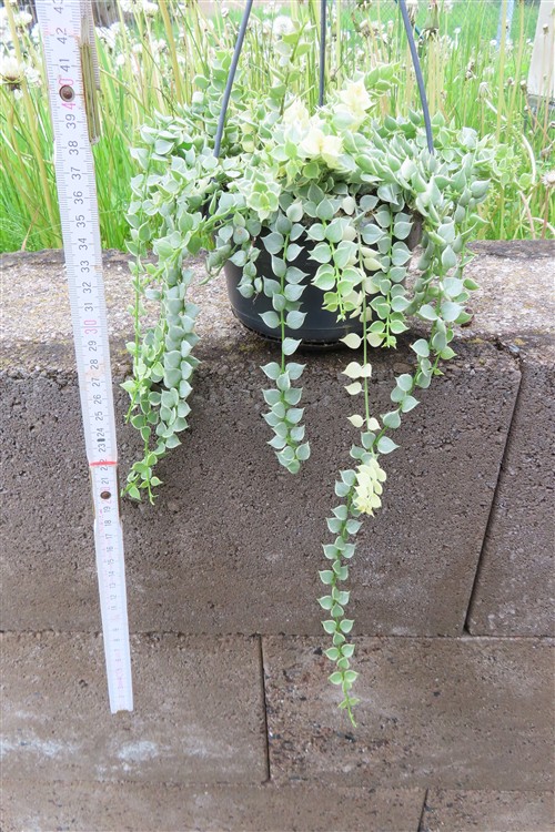 Dischidia ruscifolia variegata – Bild 3