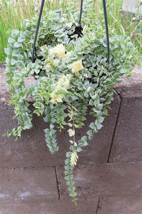 Dischidia ruscifolia variegata – Bild 2