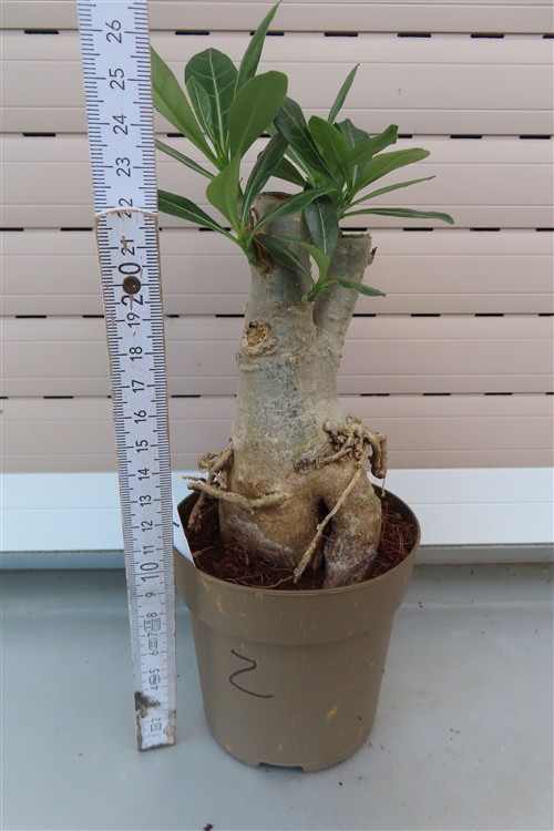 Adenium arabicum – Bild 2