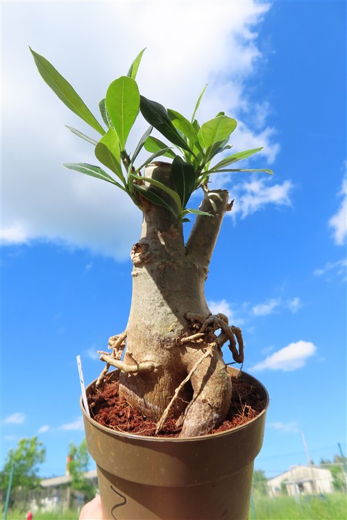 Adenium arabicum – Bild 3