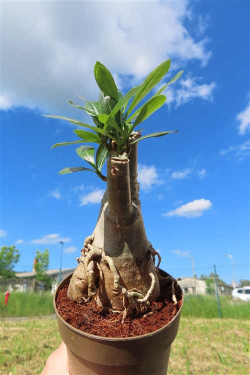 Adenium arabicum – Bild 4