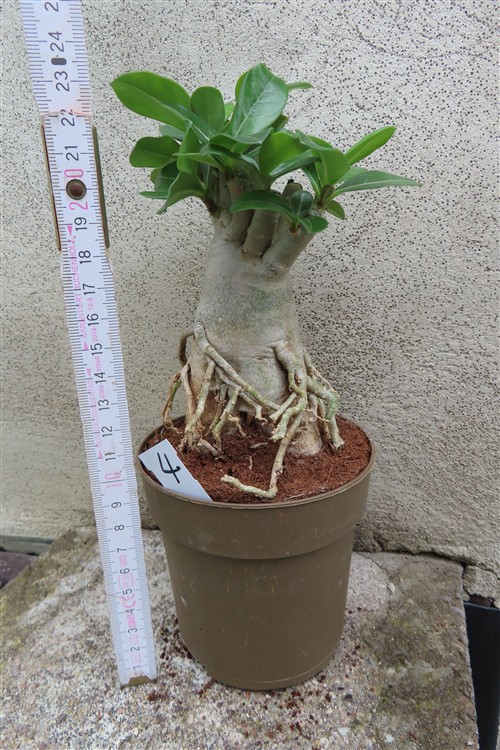 Adenium arabicum – Bild 3