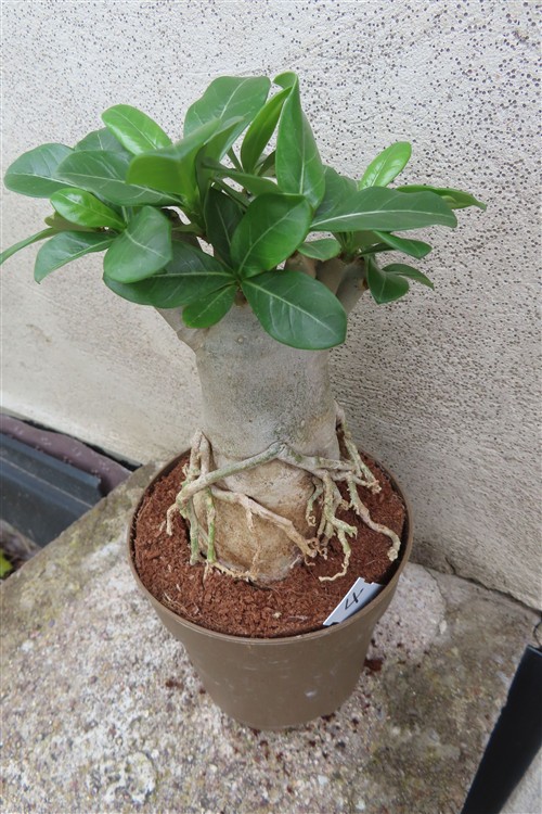 Adenium arabicum – Bild 2
