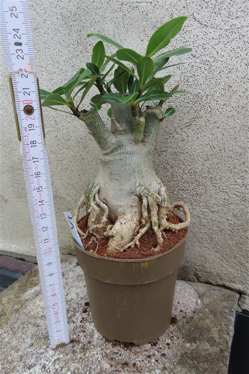 Adenium arabicum – Bild 3