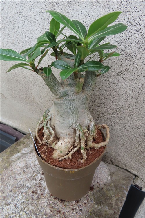 Adenium arabicum – Bild 2
