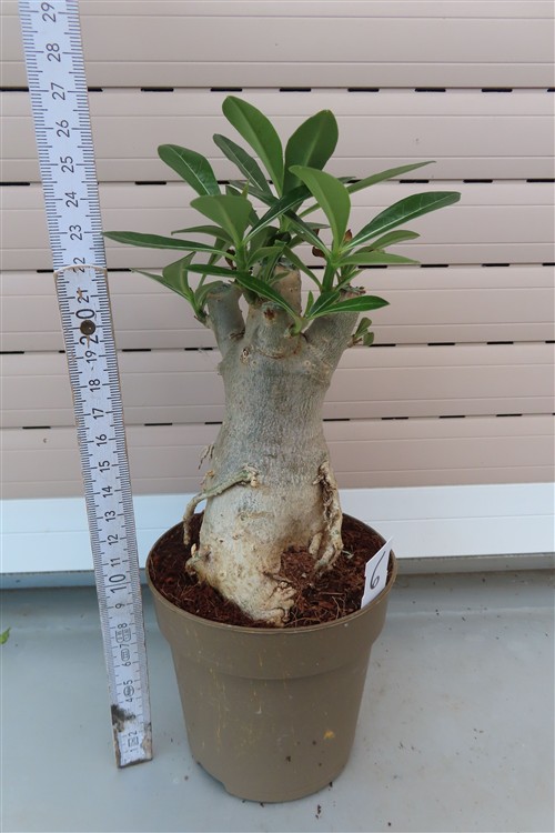 Adenium arabicum – Bild 2