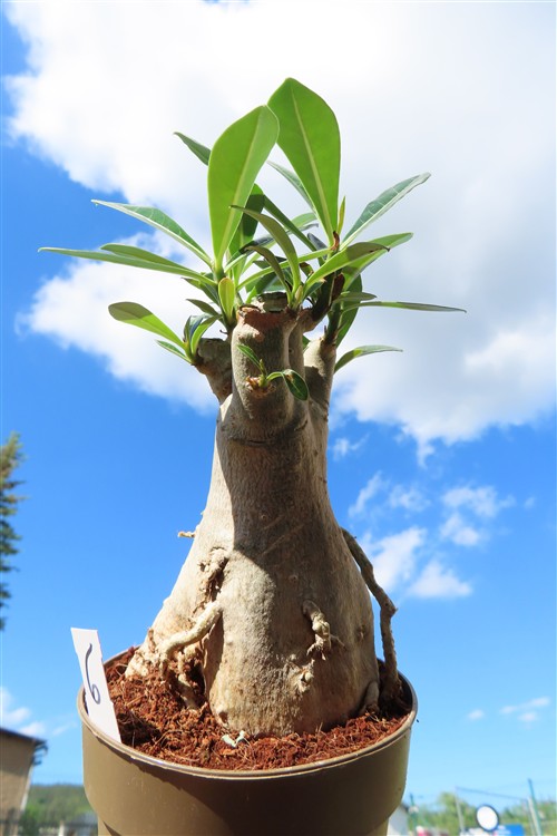 Adenium arabicum – Bild 3