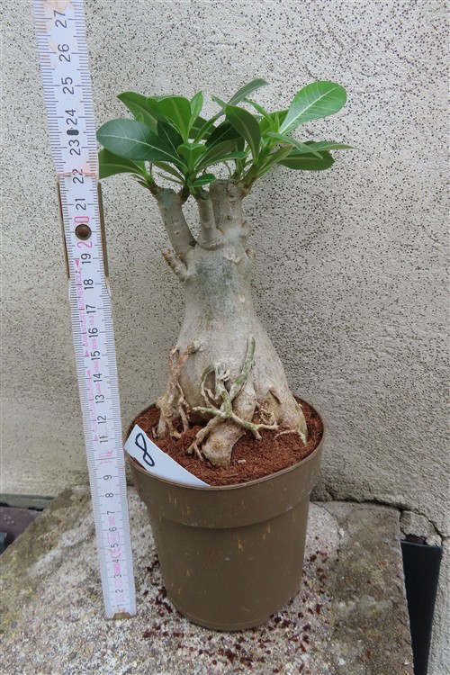 Adenium arabicum – Bild 2