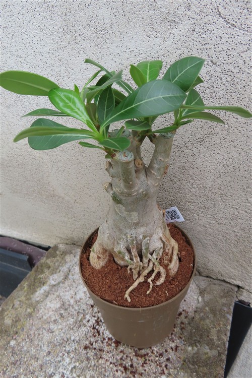 Adenium arabicum – Bild 3