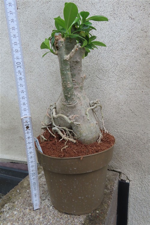 Adenium arabicum – Bild 2