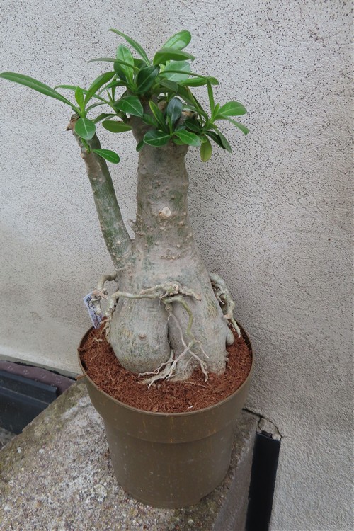 Adenium arabicum – Bild 3
