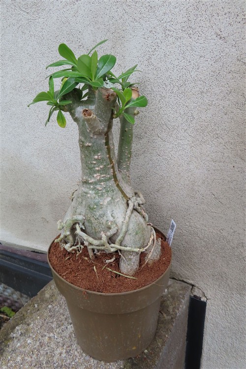 Adenium arabicum – Bild 5