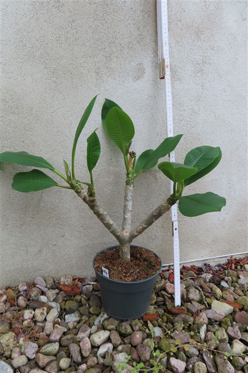 Plumeria Dwarf – Bild 2
