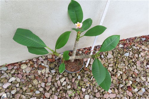 Plumeria Dwarf – Bild 3