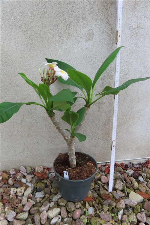 0 – Bild 2