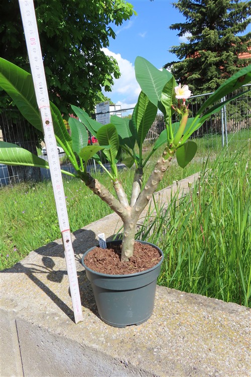 Plumeria Dwarf – Bild 2