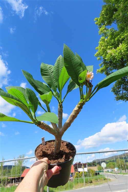 Plumeria Dwarf – Bild 3